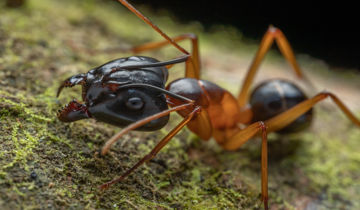 big headed ant